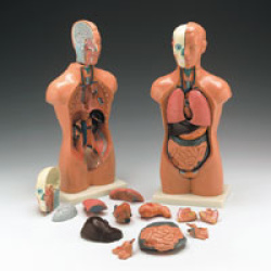 human-torso-model-malefemale-16quot-42-cm