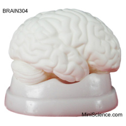 brain-model-dissectable-in-3-pieces
