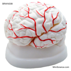 brain-model-dissectable-in-8-pieces