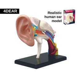Ear Model