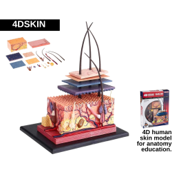 Skin Anatomy Model