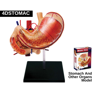 stomach-and-other-organs-model