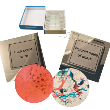 sea-life-set-glass-prepared-slides