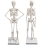 human-skeleton-model-16-inch