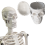 human-skeleton-model-16-inch